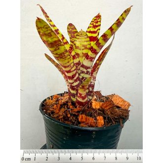 Neoregelia Fever Pitch