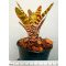 Neoregelia Fever Pitch