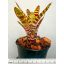 Neoregelia Fever Pitch