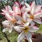 Plumeria rubra "JL Trumpet" magok