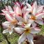 Plumeria rubra "JL Trumpet" magok