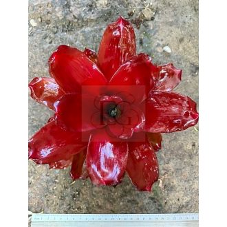 Neoregelia Pallada Red