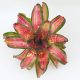 Neoregelia Broken Heart 2015