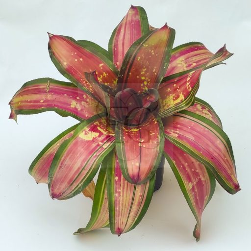 Neoregelia Broken Heart 2015