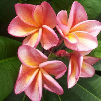   Plumeria rubra "Dulcemia "JJ" aka Orange 60"