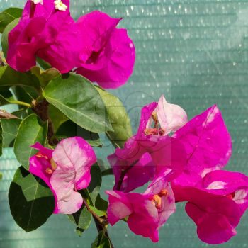 Bougainvillea "Chitra" Bougainvillea "Chitra"