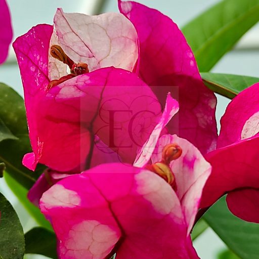 Bougainvillea "Chitra"