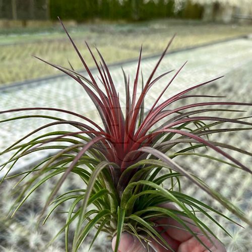 Tillandsia Rainforest Red/L