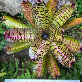 Neoregelia (Car var X HL) Rainbow