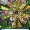 Neoregelia (Car var X HL) Rainbow