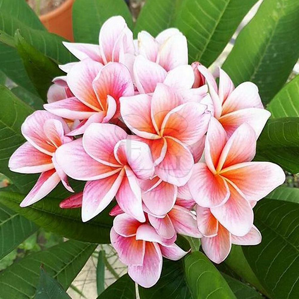 Plumeria Rubra "Syncrhonicity" JJ - Egzoticplant W