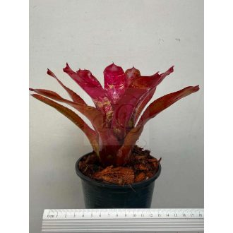 Neoregelia Red River