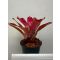 Neoregelia Red River