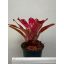 Neoregelia Red River