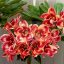 Adenium obesum "Paprika"