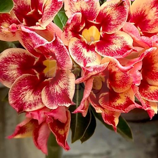 Adenium obesum "Paprika"