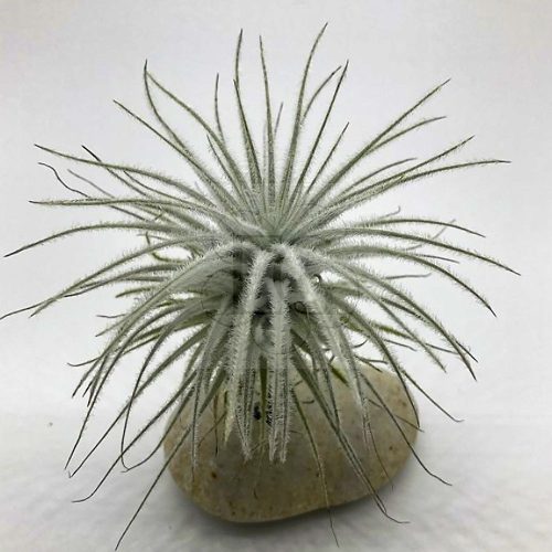 Tillandsia tectorum var. snow M