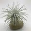 Tillandsia tectorum var. snow M