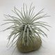 Tillandsia tectorum var. snow M