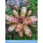 Neoregelia Hyena