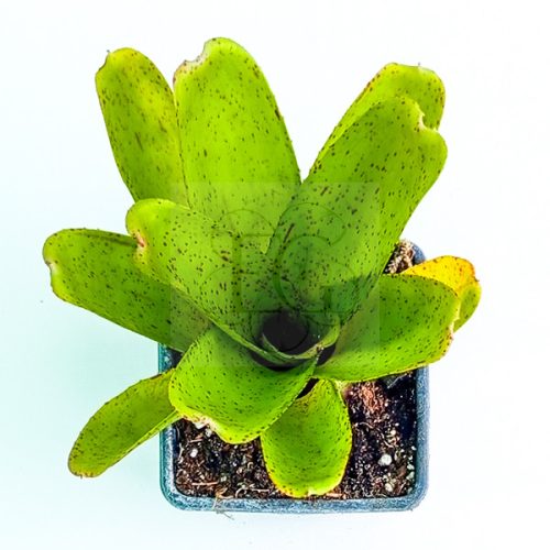 Neoregelia Pepper 