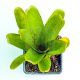 Neoregelia Pepper 