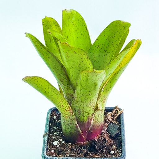 Neoregelia Pepper 