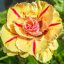 Adenium obesum "Minh Khang" (751)