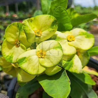 Euphorbia milii "Tha Na Thong"