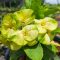 Euphorbia milii "Tha Na Thong"