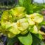 Euphorbia milii "Tha Na Thong"