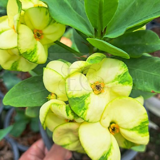 Euphorbia milii "Tha Na Thong"