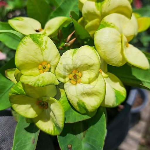Euphorbia milii "Tha Na Thong"
