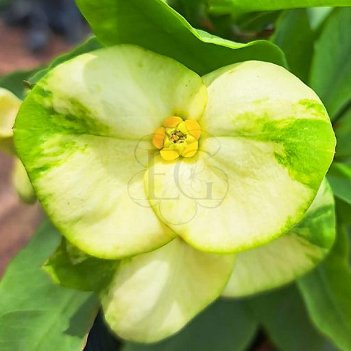 Euphorbia milii "Tha Na Thong"