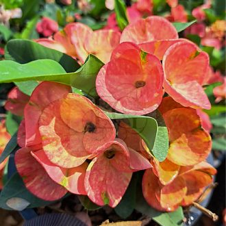 Euphorbia milii "Phet Si Ri" (A81)