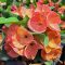 Euphorbia milii "Phet Si Ri" (A81)