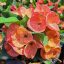 Euphorbia milii "Phet Si Ri" (A81)