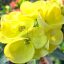 Euphorbia milii "Sap Ar Ree" (A35)