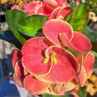 Euphorbia milii "Duang Kaew" (A33)