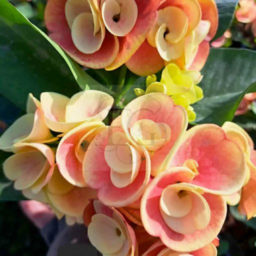 Euphorbia milii "Duang Kaew" (A33)