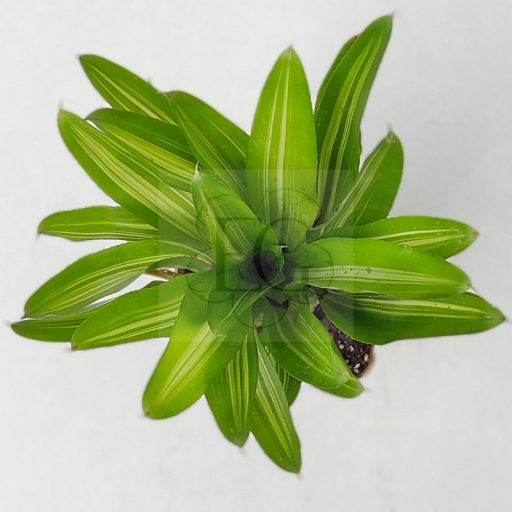 Neoregelia Piccolo