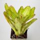 Neoregelia Chilli Vadae 