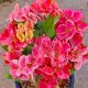 Euphorbia milii "Daimond Rainbow" (N-33)