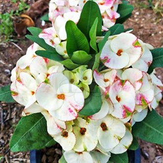 Euphorbia milii "Siam Sunshine" (23)