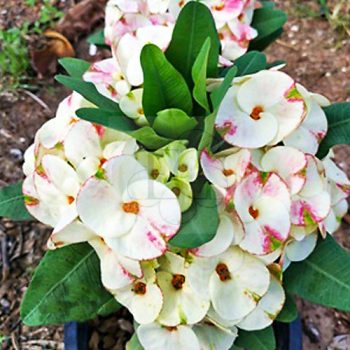 Euphorbia milii "Siam Sunshine" (23)