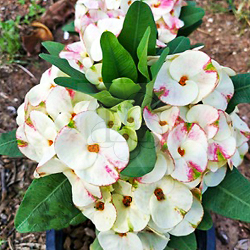 Euphorbia milii "Siam Sunshine" (23)