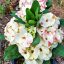 Euphorbia milii "Siam Sunshine" (23)