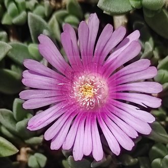 Delosperma Levendel Ice
