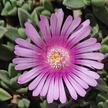 Delosperma Levendel Ice Delosperma Levendel Ice