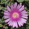 Delosperma Levendel Ice